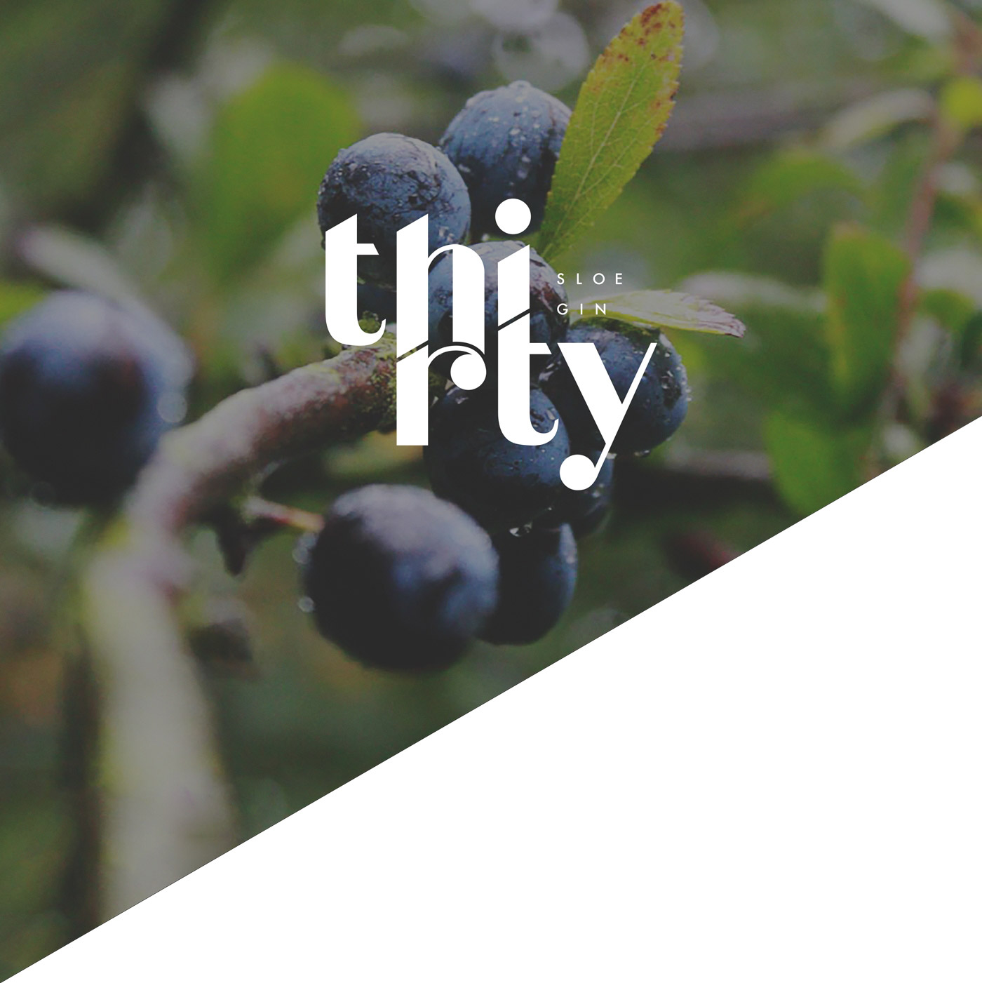 松子酒創(chuàng)意包裝設(shè)計(jì)1