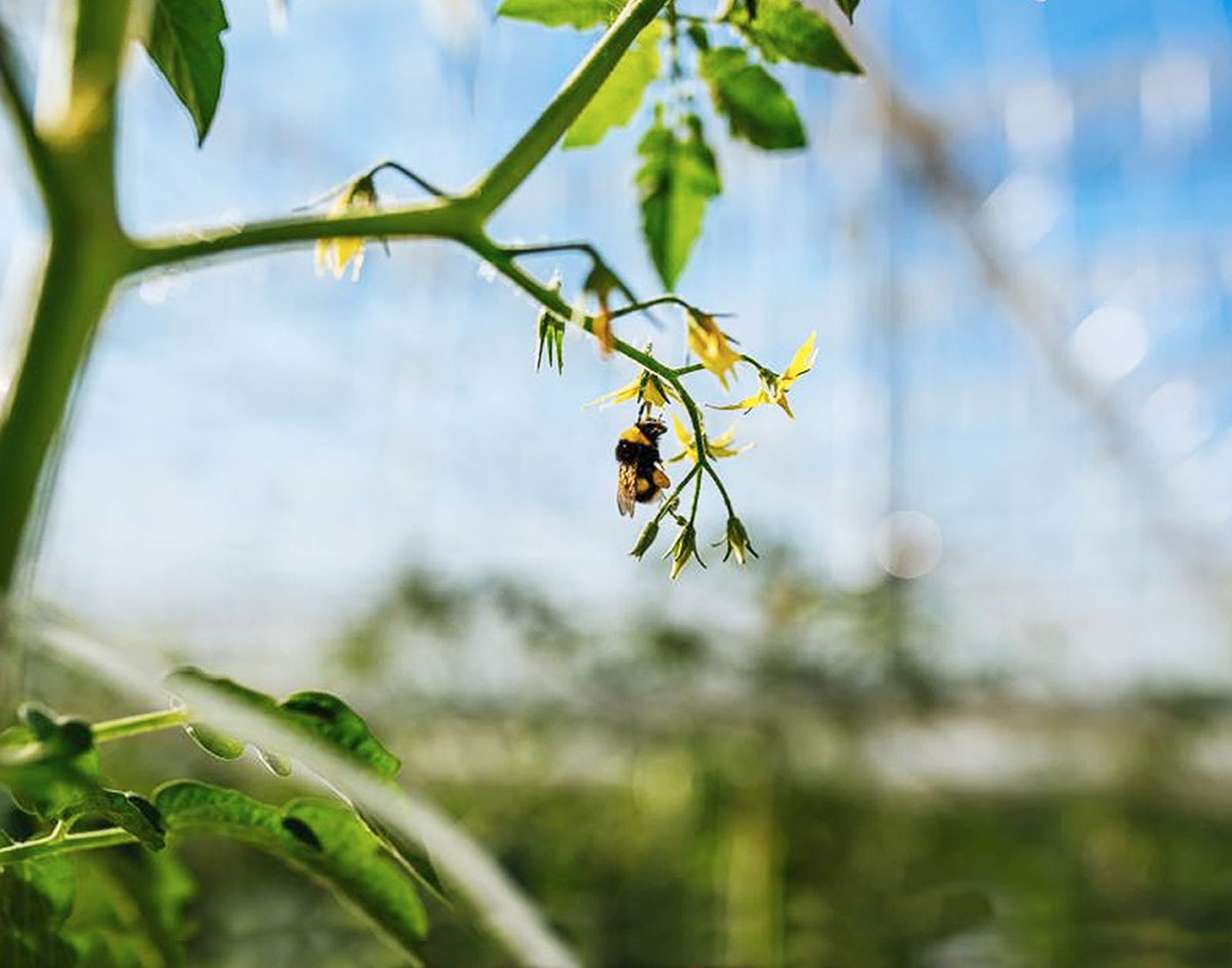 番茄產(chǎn)地生態(tài)