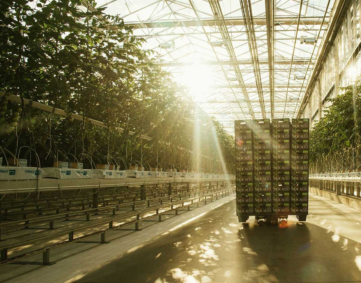 番茄養(yǎng)殖基地