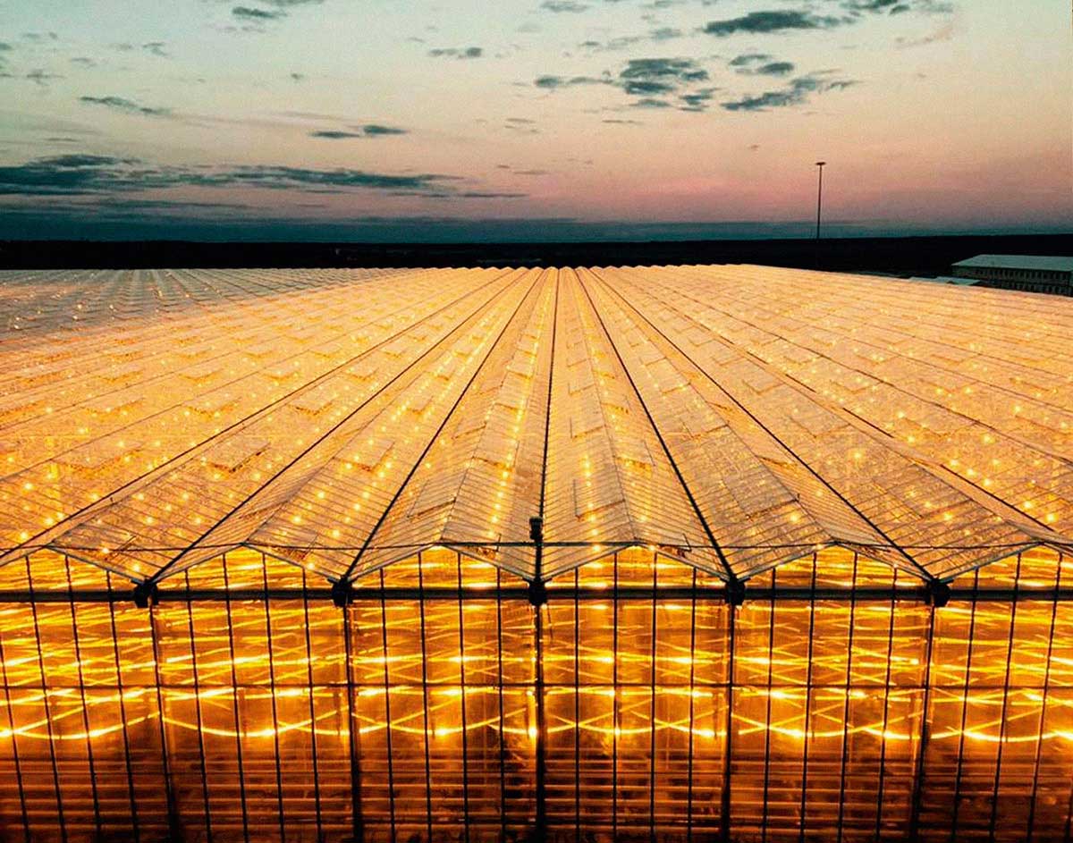 番茄養(yǎng)殖基地